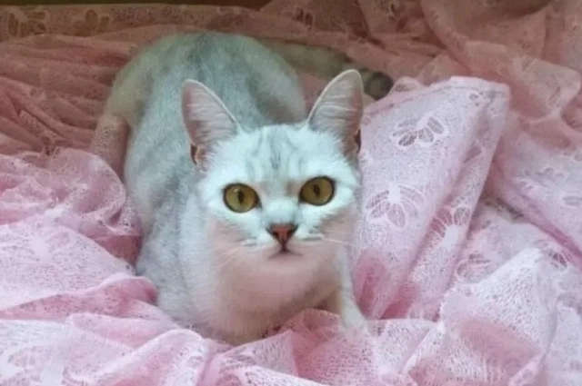 Кошка была домашней.