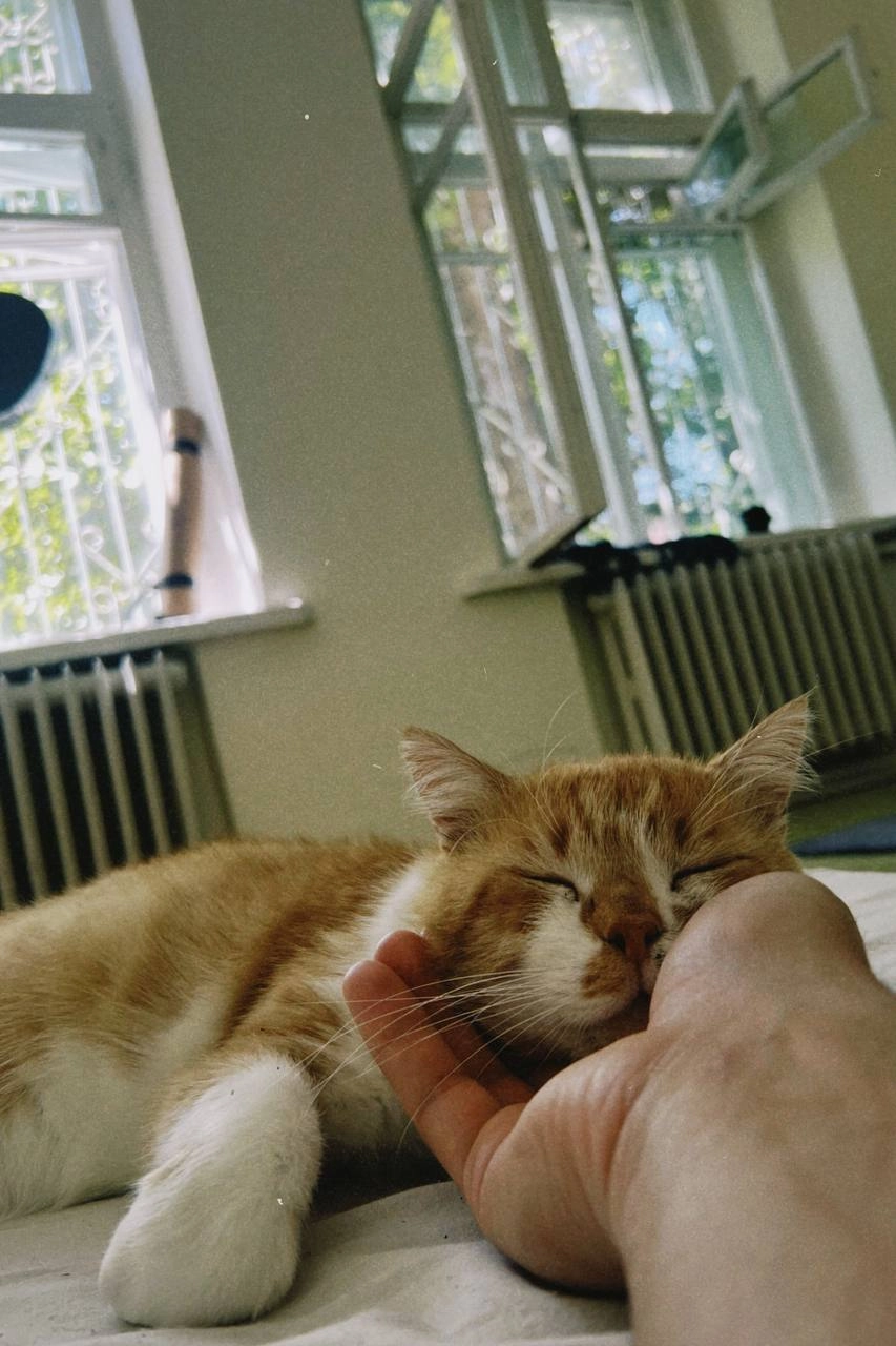 Домашняя идиллия.