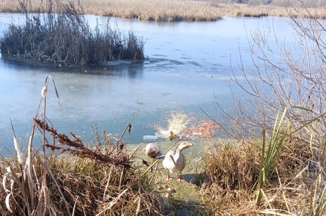 Лезть к диким птицам не нужно, если они летают и могут добывать себе пропитание.