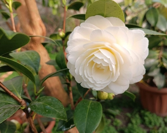 Настоящее украшение коллекции омского детского Экоцентра - камелия. Её цветение - отдельное чудо.