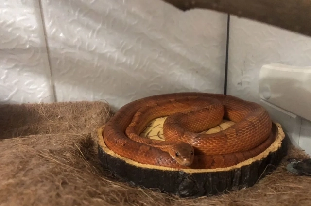 Мальчику ищут новый дом