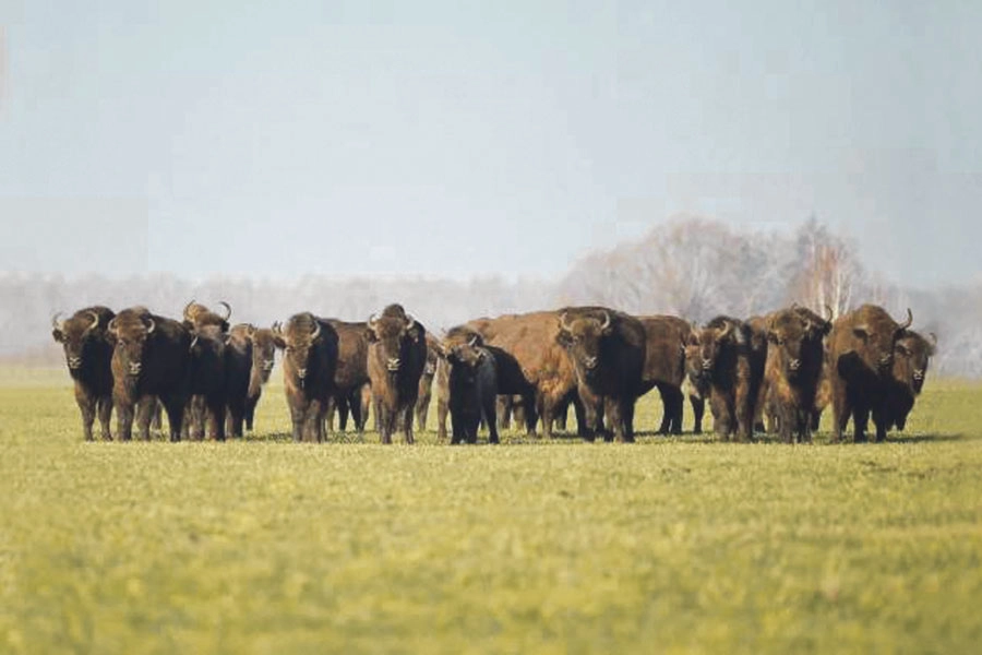 В нацпарке «Орловское полесье» обитает крупнейшая в мире популяция зубров. 