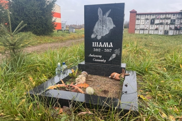 Кролик Шама спас жизнь своих хояев.