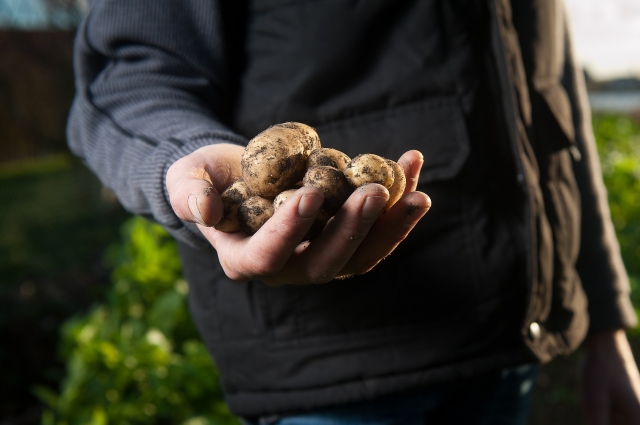По словам оренбургского агронома, яровизированный по такой схеме картофель готов к посадке уже в начале мая. 