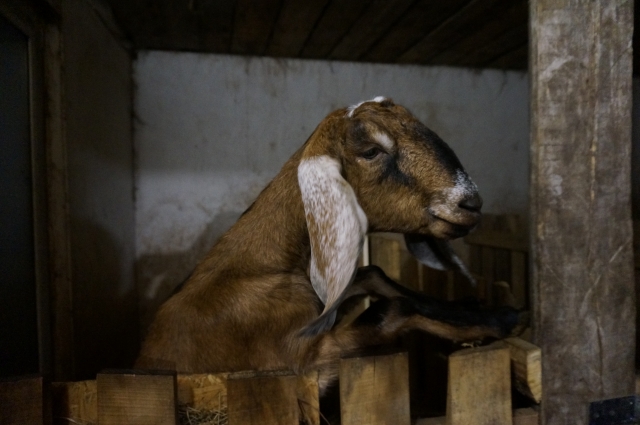 Молоко от козы нубийской породы не имеет специфического запаха. Оно очень жирное и богато полезными микроэлементами.