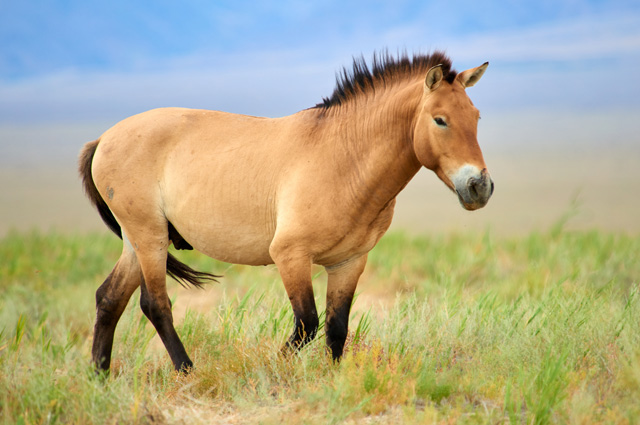 Лошадь Пржевальского.