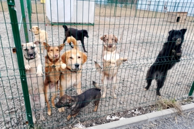 Собака на данный момент находится в приюте.