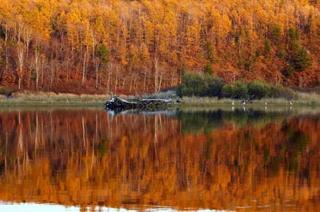 Белые цапли над Горином.