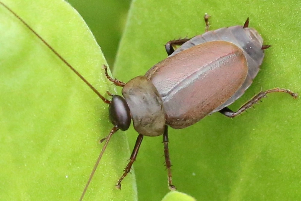 Diploptera punctata — вид крупных тропических тараканов из семейства Blaberidae.