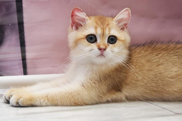 Кошка