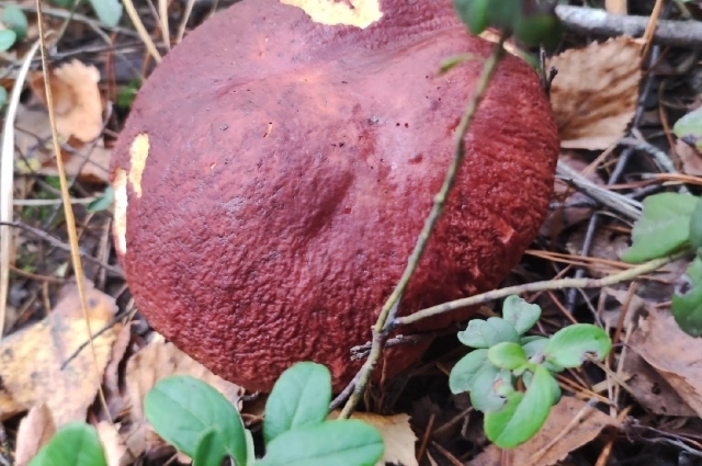 Владимирская область славится своими лесами. 