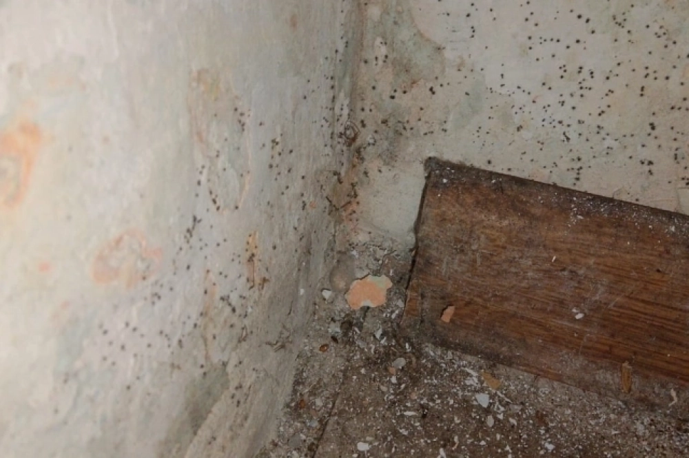 Плесень и мошки облюбовали дом по Троицкой, 1а.