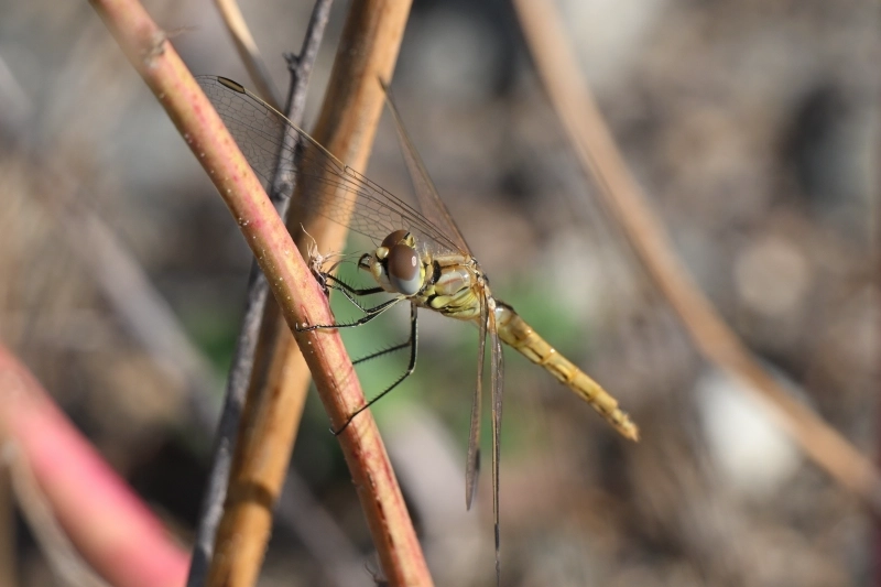 Сжатобрюх Фонколома.