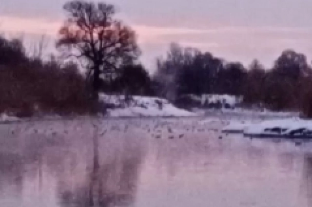 На реке Разумная, где вода не замерзает, птичье раздолье зимой.
