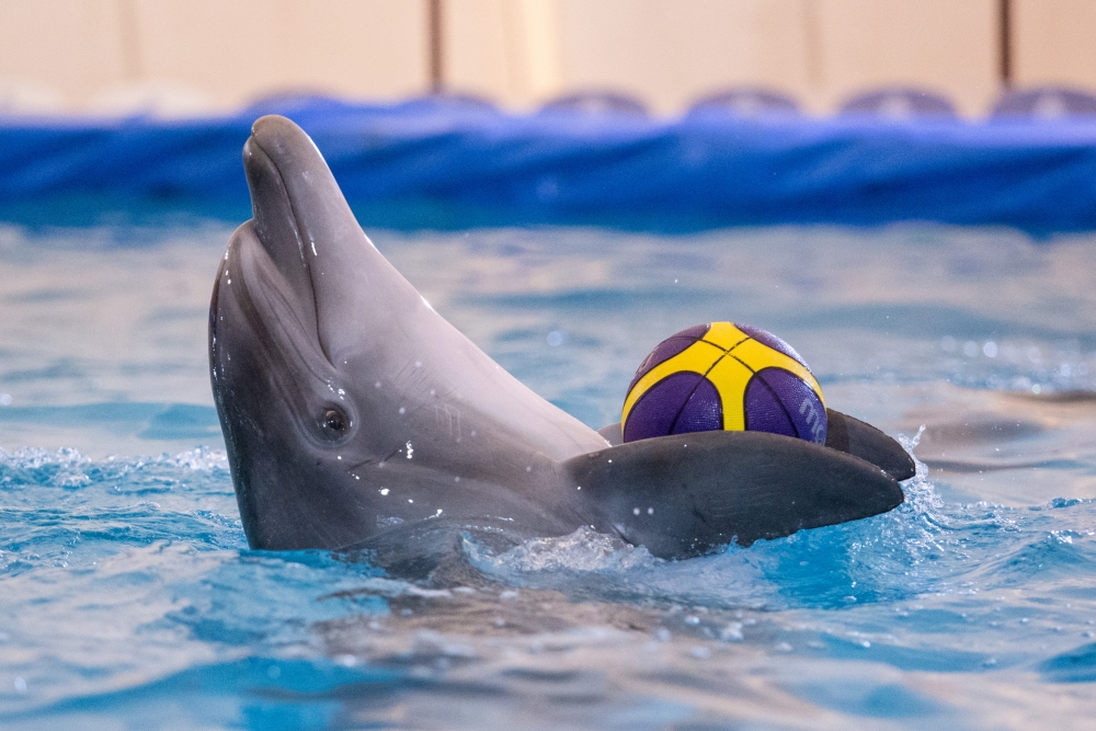 Дельфины заряжают позитивом весь зал.