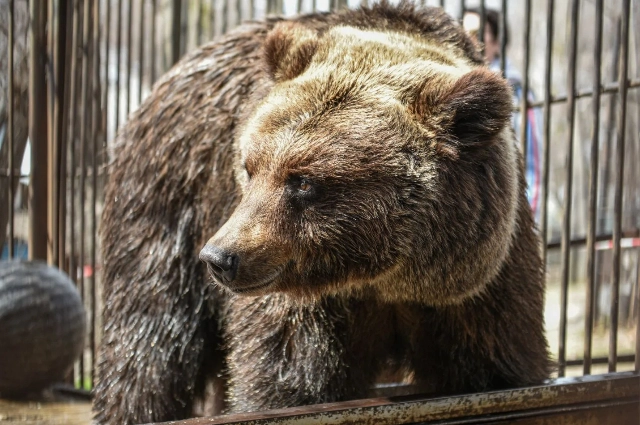 Бурый медведь