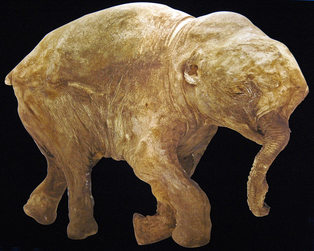 Тело мамонтёнка Любы в Музейно-выставочном комплексе имени И. С. Шемановского, Салехард, Россия.