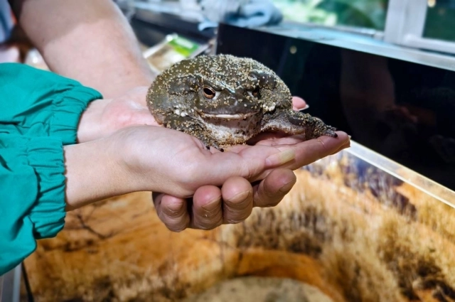 Может, поцеловать? Глядишь, в принца превратится…