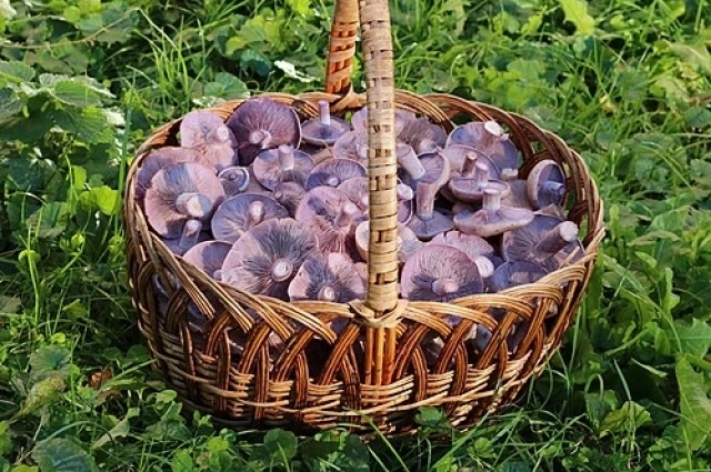 Рядовка.