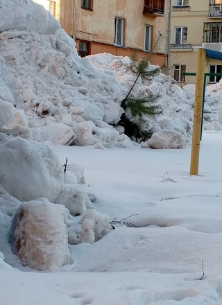 Сосёночке не повезло