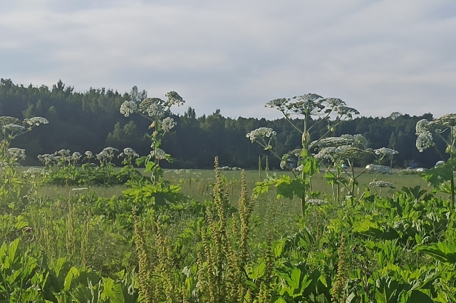 Варить суп с борщевиком рекомендуют тем, кто хорошо разбирается в растениях. На фото — ядовитая разновидность.