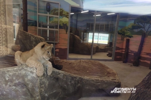 Лев Тотоша прибыл в Пермь из Подмосковья. 