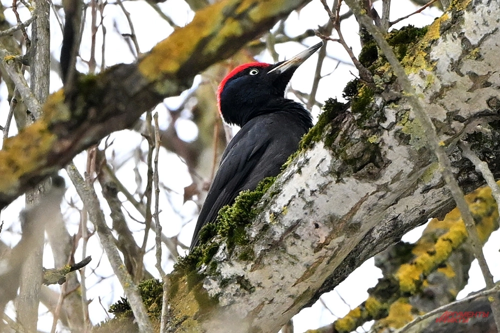 Чёрный дятел прилетел посмотреть на натуралистов с семечками.