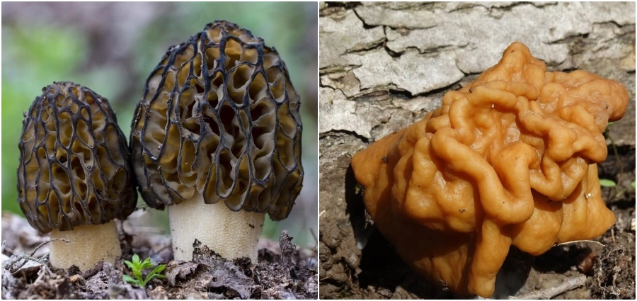 Слева - сморчок, справа - строчок.