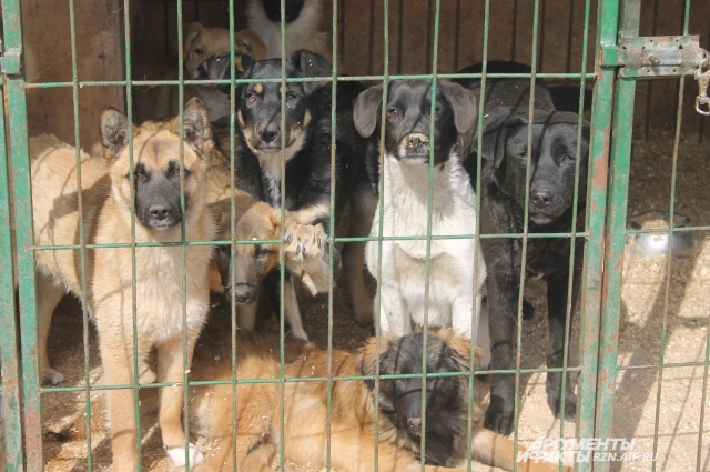 В питомниках все собаки привиты и стерилизованы. Сейчас их - более 550. Любую из них можно забрать.