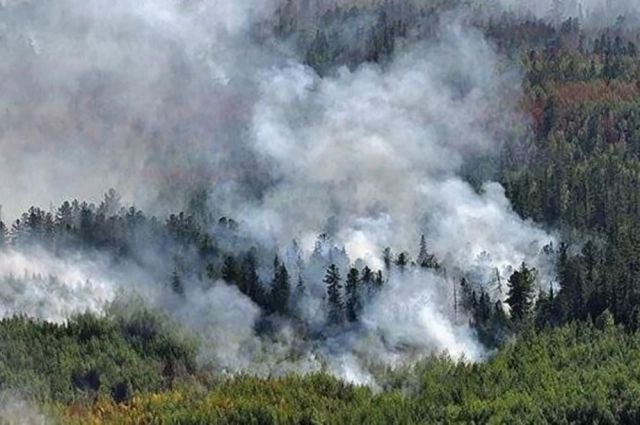 Лесные пожары — одна из самых страшных угроз для леса. 