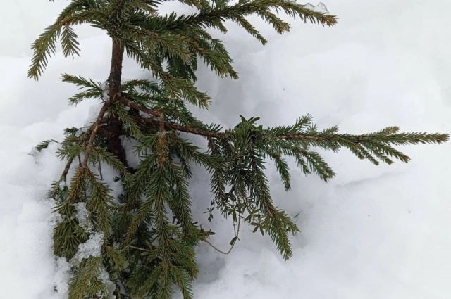 Тающий снег будет ломать и отрывать ветки растений.