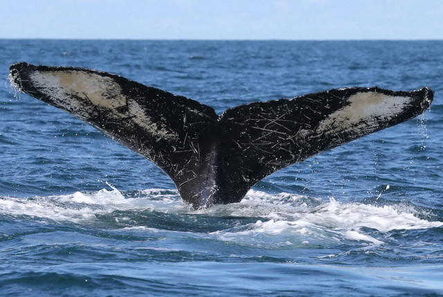 Горбатый кит, плавник