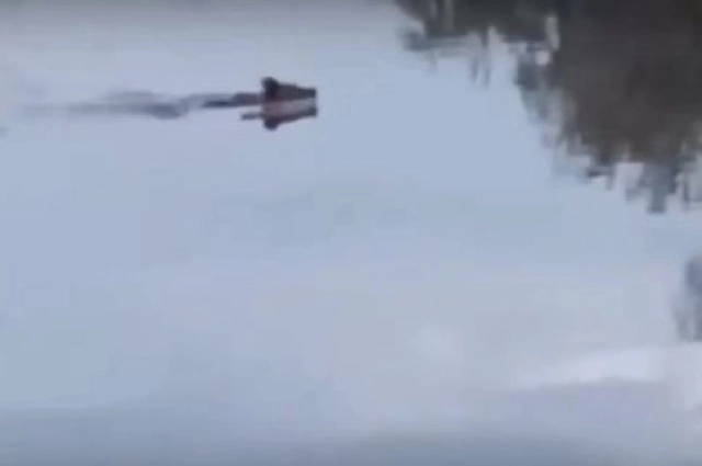 Очевидец очень эмоциаонально отреагировал на встречу с хищником.