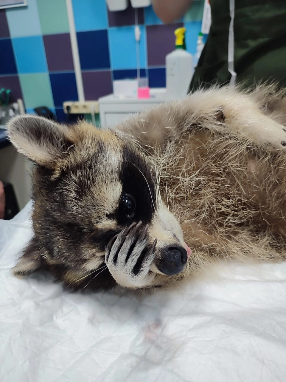 Повадки енота во многом напоминают манеру поведения ребенка. 