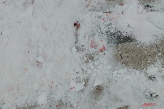 Следы крови под снегом