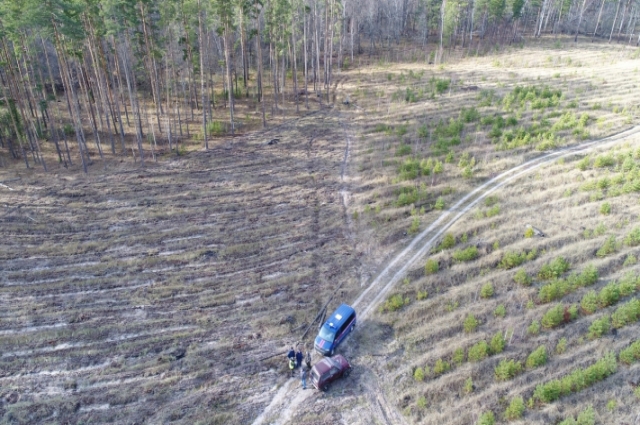 Так в Кузнецком и Сосновоборском районе вырубили лес на 81 млн рублей.