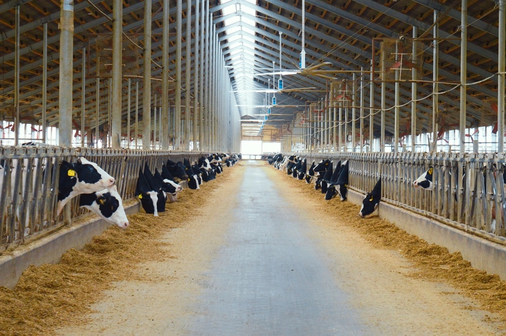 
 От прошлого к будущему. Молочная продукция набирает популярность    