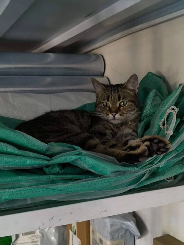 Спит мурлыка обычно возле входа.