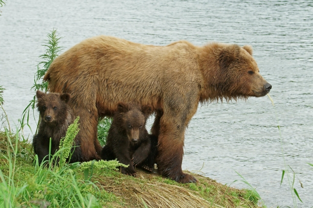 Медведица воспитывает детенышей самостоятельно, без участия самца.