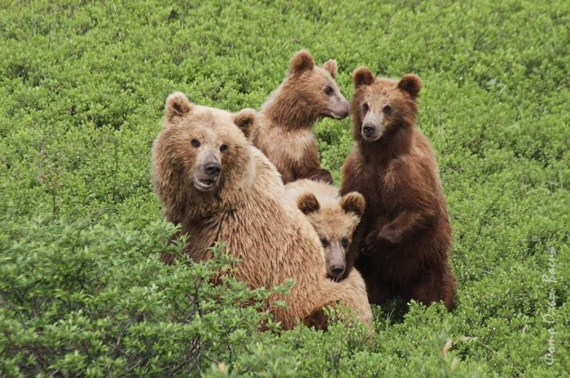 Камчатская семейка – мама и медвежата