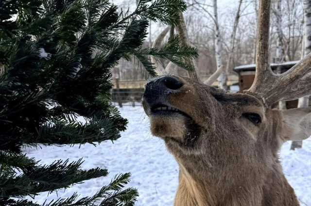 Лось и ёлка