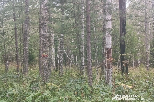 Тропы промаркированы метками на деревьях.