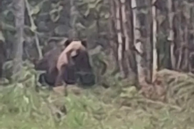 Зверя смогли сфотками издалека.