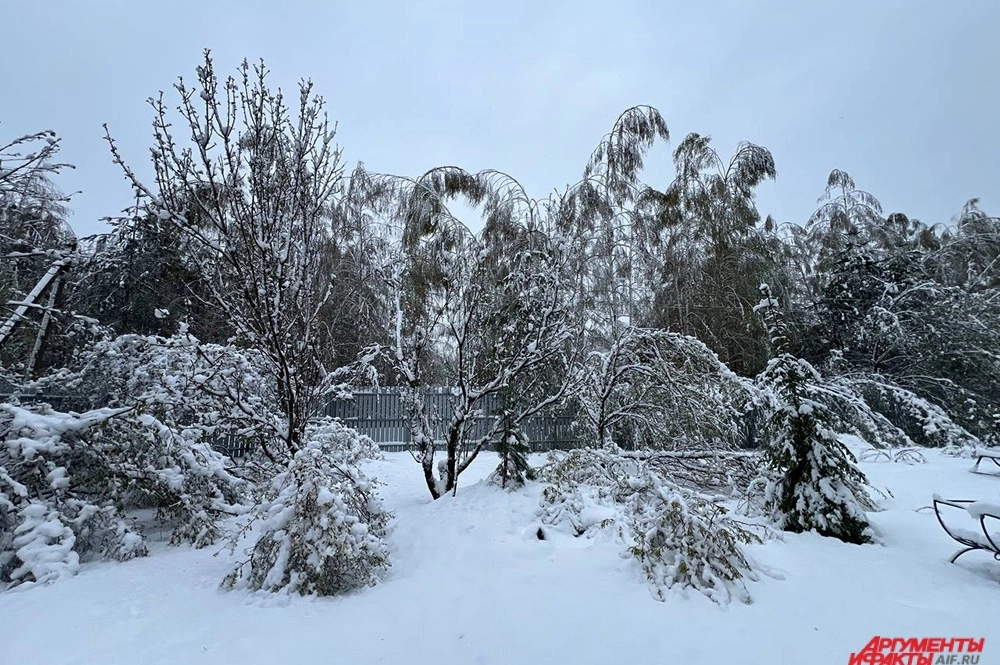 8 декабря люди ждали выпадение снега.