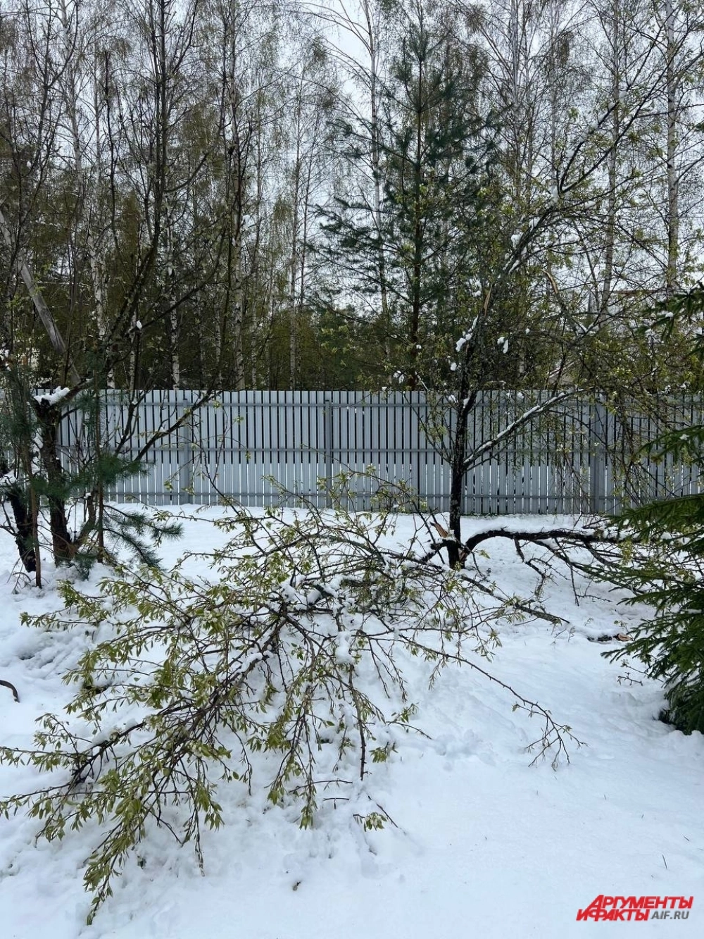 Рекордный снегопад 2 мая.