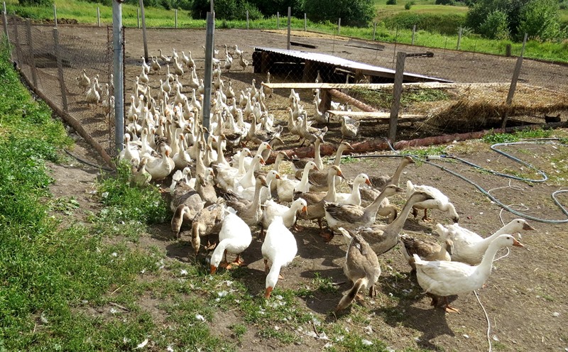 В хозяйстве Прокудиных более 1000 птиц - гусей и кур.
