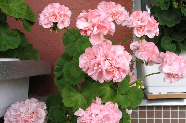 Пеларгония.