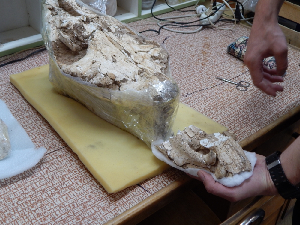 Череп верблюда, возрастом больше двух миллионов лет, ещё три месяца будет находиться в университете на Урале. Затем его отправят обратно в Таджикистан, где он и был найден. 
