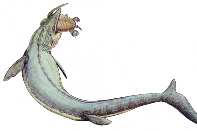 Мозозавр Гофмана, обитавший у нас, достигал в длину 17 метров.