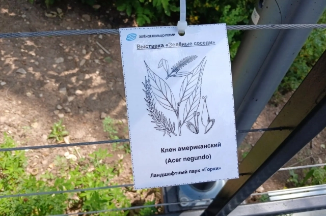 Вдоль экологических троп появились таблички. Рядом с каждым растением — его изображение и название